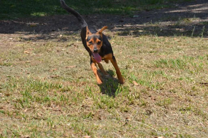 Cachorro ra a SRD idade 2 a 6 meses nome SERENA, o mais puro