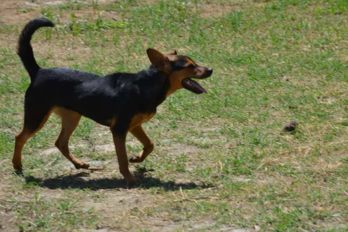 Cachorro ra a SRD idade 2 a 6 meses nome SERENA, o mais puro