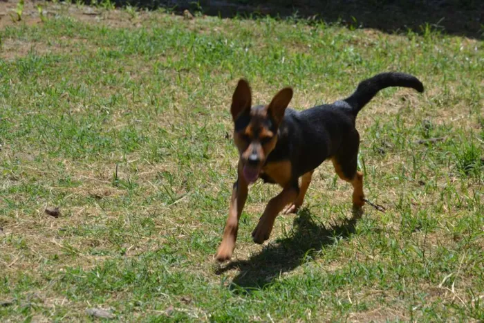 Cachorro ra a SRD idade 2 a 6 meses nome SERENA, o mais puro