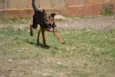 SERENA, o mais puro
