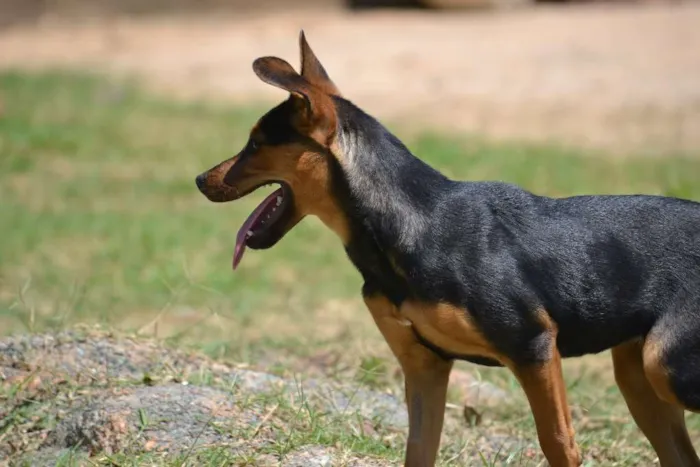 Cachorro ra a SRD idade 2 a 6 meses nome SERENA, o mais puro