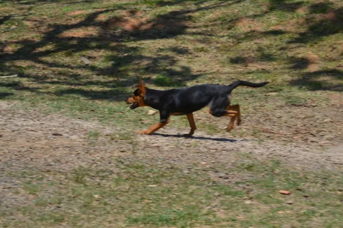 Cachorro ra a SRD idade 2 a 6 meses nome SERENA, o mais puro
