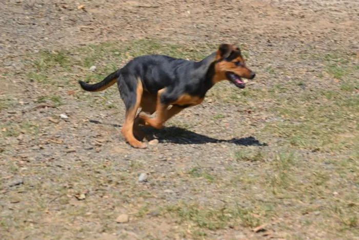 Cachorro ra a SRD idade 2 a 6 meses nome SERENA, o mais puro
