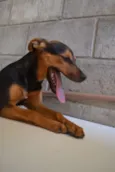SERENA, o mais puro