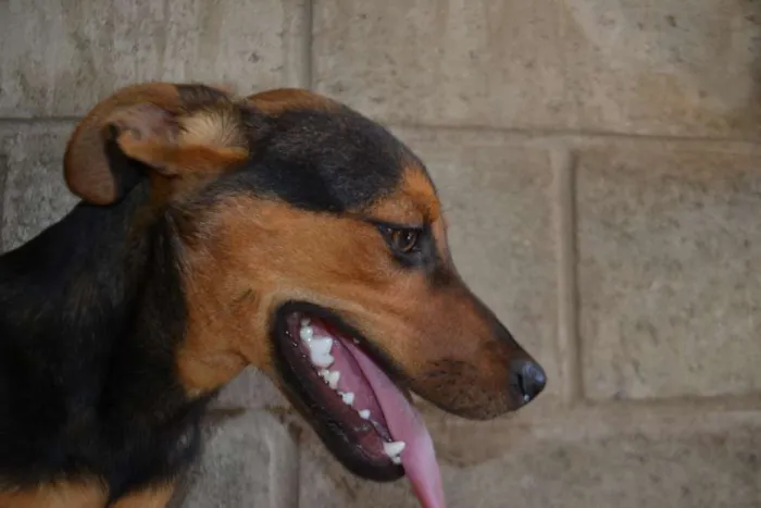 Cachorro ra a SRD idade 2 a 6 meses nome SERENA, o mais puro