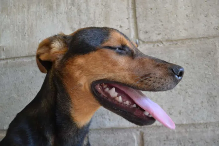 Cachorro ra a SRD idade 2 a 6 meses nome SERENA, o mais puro