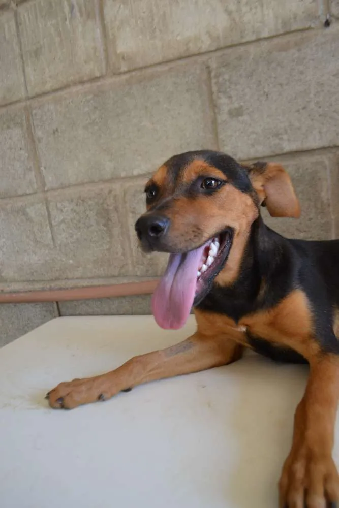 Cachorro ra a SRD idade 2 a 6 meses nome SERENA, o mais puro