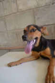 SERENA, o mais puro