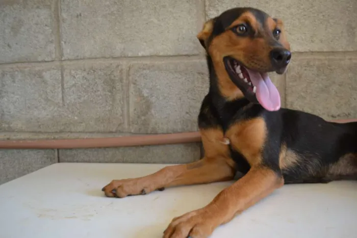 Cachorro ra a SRD idade 2 a 6 meses nome SERENA, o mais puro