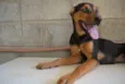 SERENA, o mais puro