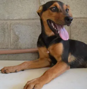 Cachorro raça SRD idade 2 a 6 meses nome SERENA, o mais puro
