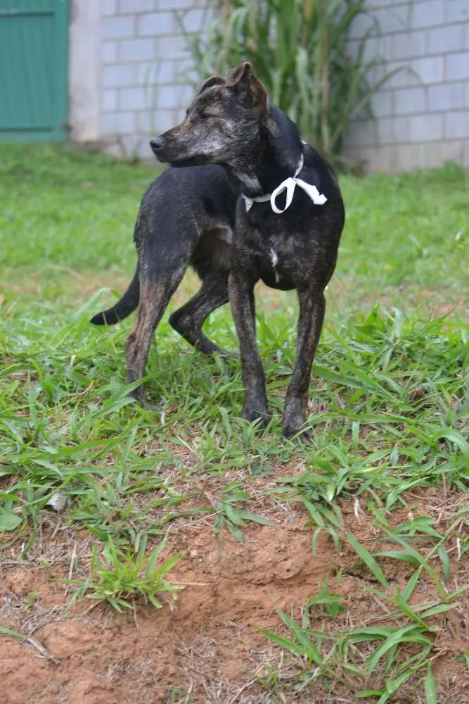 Cachorro ra a SRD idade 1 ano nome MELODY, princesa ma