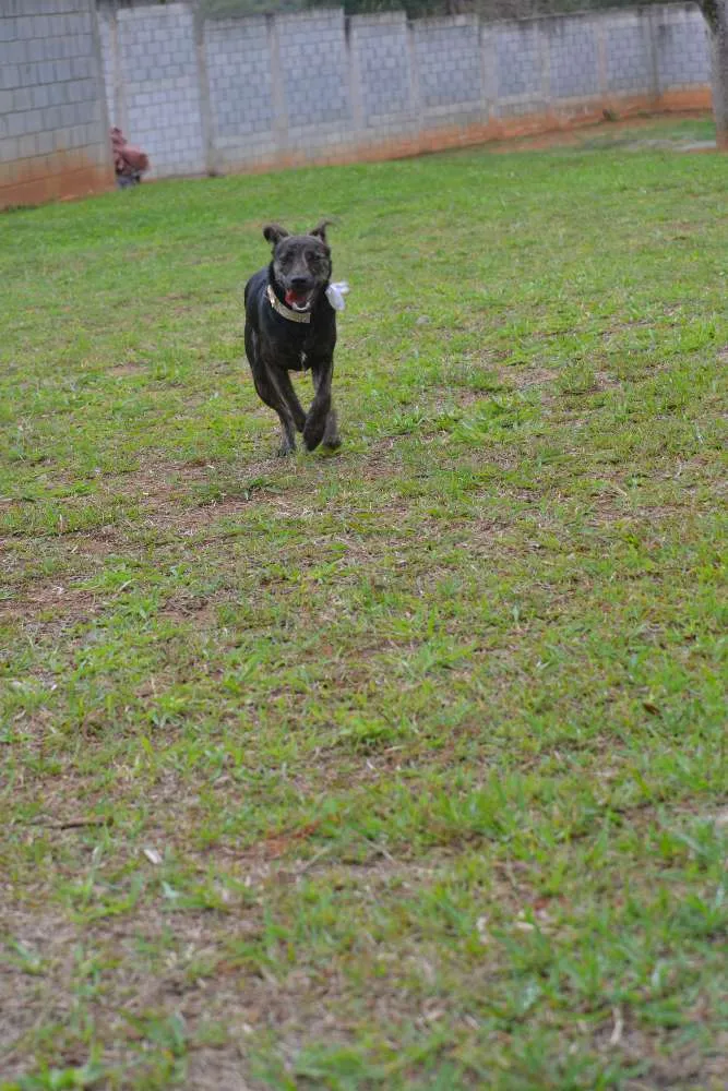 Cachorro ra a SRD idade 1 ano nome MELODY, princesa ma