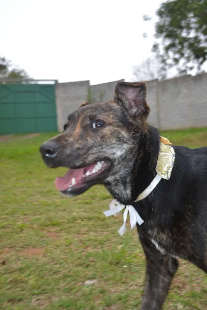 Cachorro ra a SRD idade 1 ano nome MELODY, princesa ma