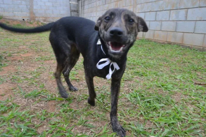 Cachorro ra a SRD idade 1 ano nome MELODY, princesa ma