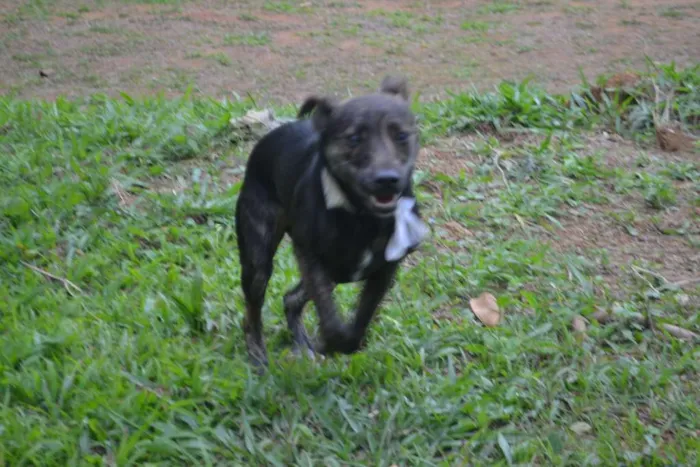 Cachorro ra a SRD idade 1 ano nome MELODY, princesa ma
