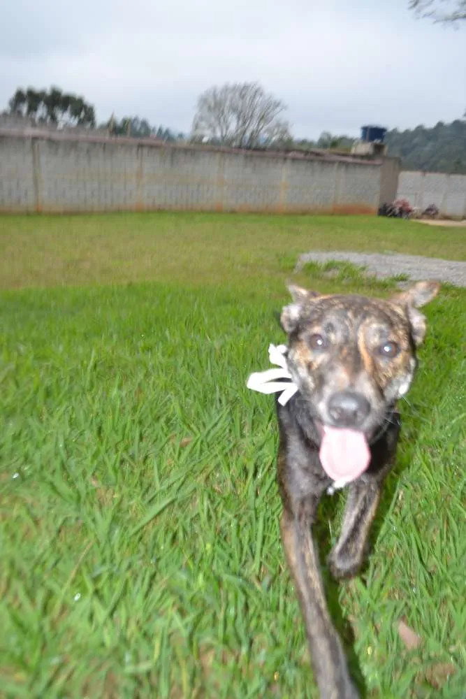 Cachorro ra a SRD idade 1 ano nome MELODY, princesa ma