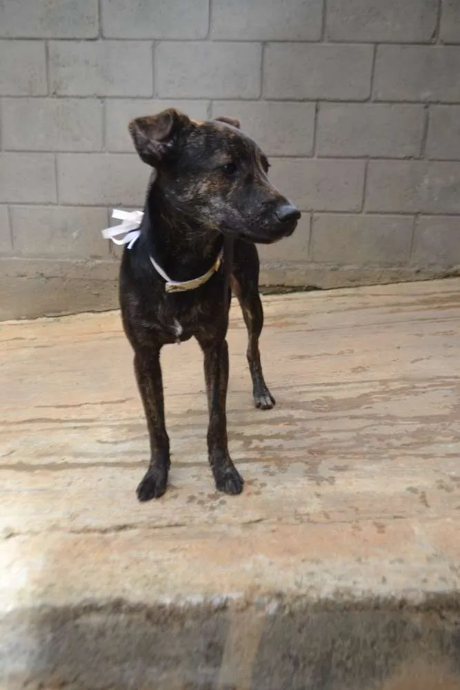 Cachorro ra a SRD idade 1 ano nome MELODY, princesa ma