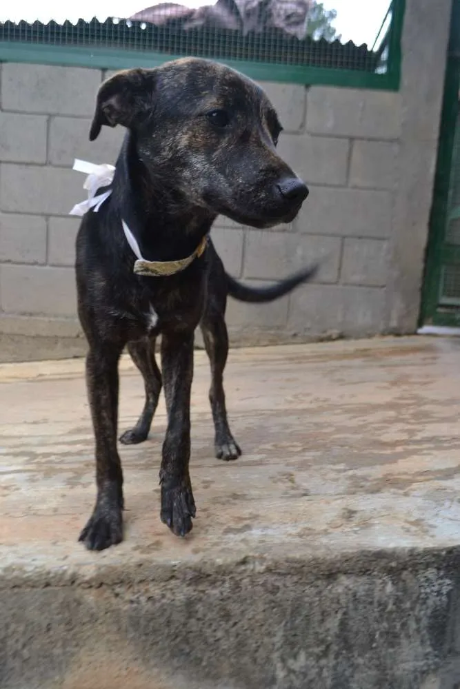 Cachorro ra a SRD idade 1 ano nome MELODY, princesa ma