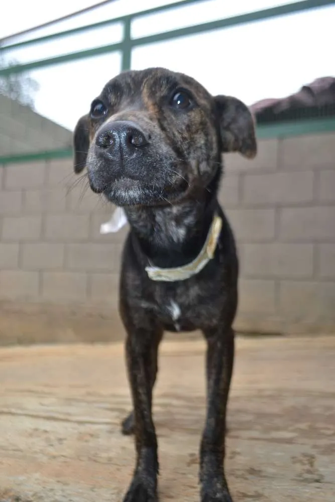 Cachorro ra a SRD idade 1 ano nome MELODY, princesa ma