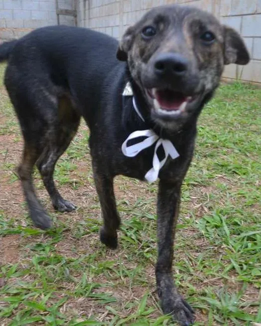 Cachorro ra a SRD idade 1 ano nome MELODY, princesa ma
