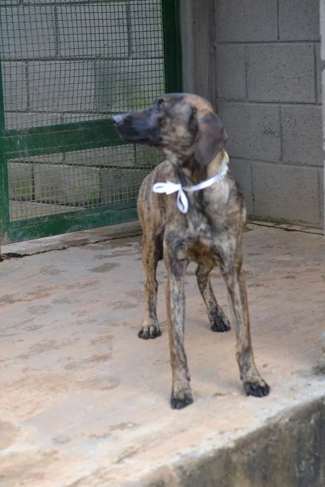 Cachorro ra a SRD idade 7 a 11 meses nome SIRI, a mais fofa d
