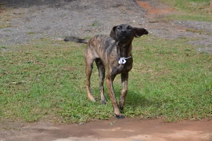Cachorro ra a SRD idade 7 a 11 meses nome SIRI, a mais fofa d