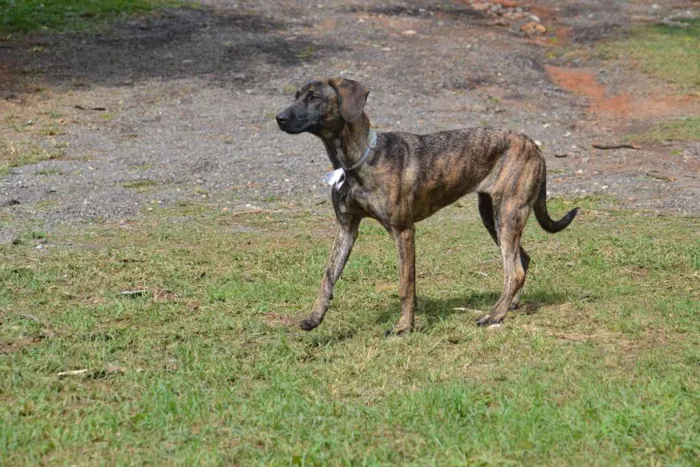 Cachorro ra a SRD idade 7 a 11 meses nome SIRI, a mais fofa d