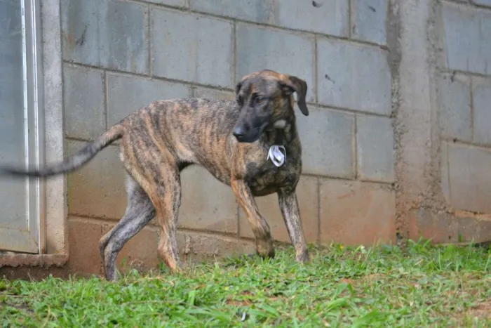 Cachorro ra a SRD idade 7 a 11 meses nome SIRI, a mais fofa d