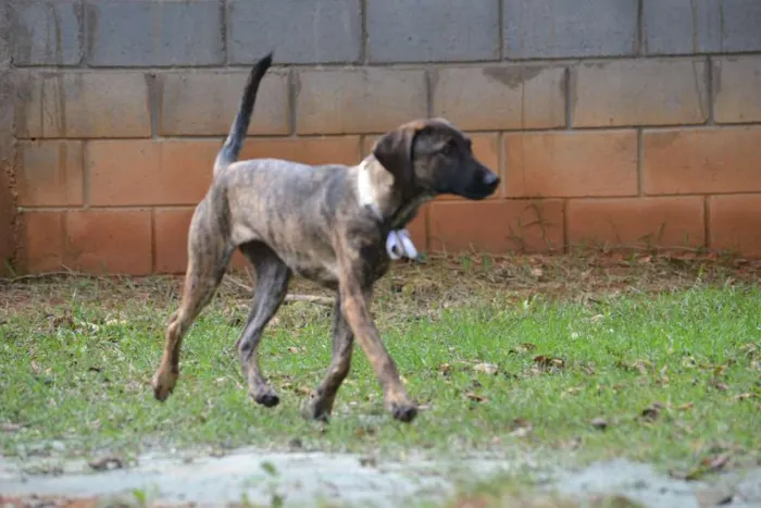 Cachorro ra a SRD idade 7 a 11 meses nome SIRI, a mais fofa d