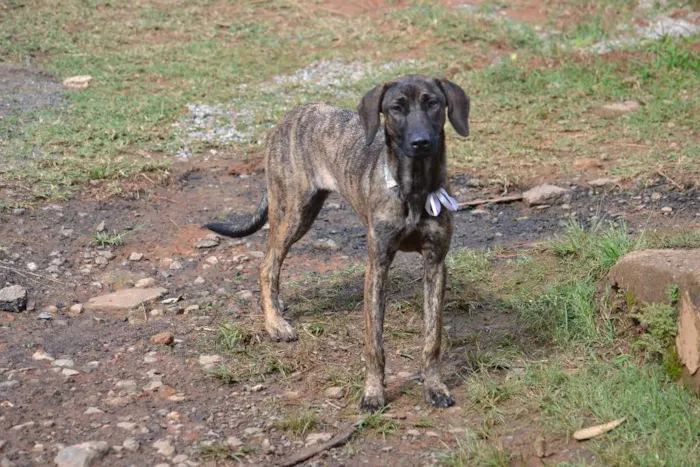 Cachorro ra a SRD idade 7 a 11 meses nome SIRI, a mais fofa d