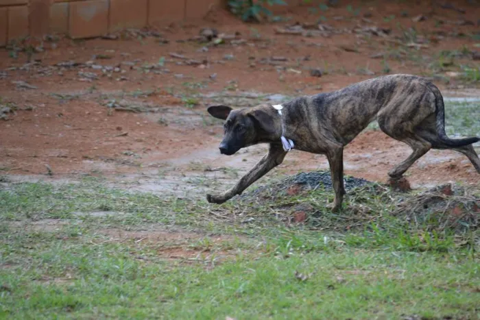 Cachorro ra a SRD idade 7 a 11 meses nome SIRI, a mais fofa d