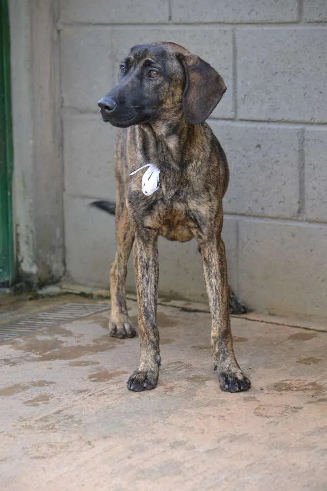 Cachorro ra a SRD idade 7 a 11 meses nome SIRI, a mais fofa d