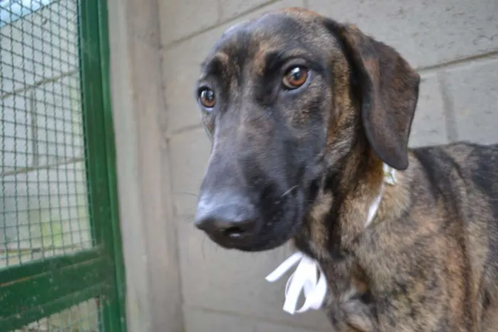 Cachorro ra a SRD idade 7 a 11 meses nome SIRI, a mais fofa d