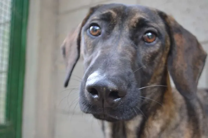 Cachorro ra a SRD idade 7 a 11 meses nome SIRI, a mais fofa d
