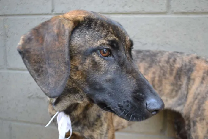 Cachorro ra a SRD idade 7 a 11 meses nome SIRI, a mais fofa d