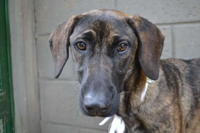 Cachorro ra a SRD idade 7 a 11 meses nome SIRI, a mais fofa d
