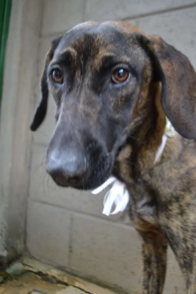 Cachorro ra a SRD idade 7 a 11 meses nome SIRI, a mais fofa d