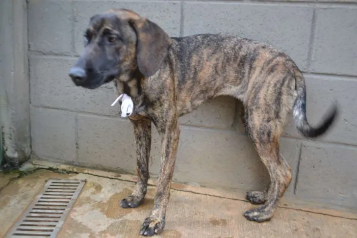 Cachorro ra a SRD idade 7 a 11 meses nome SIRI, a mais fofa d