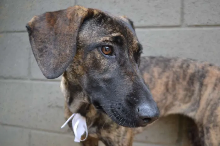 Cachorro ra a SRD idade 7 a 11 meses nome SIRI, a mais fofa d
