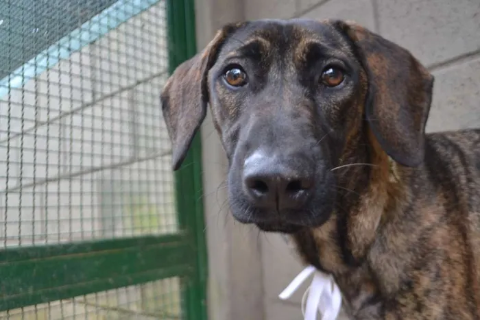 Cachorro ra a SRD idade 7 a 11 meses nome SIRI, a mais fofa d