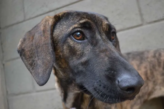 Cachorro ra a SRD idade 7 a 11 meses nome SIRI, a mais fofa d