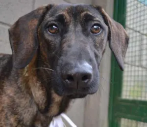 Cachorro raça SRD idade 7 a 11 meses nome SIRI, a mais fofa d
