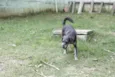 SULTÃO, uma fofura!