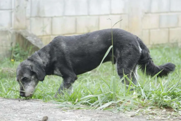 Cachorro ra a SRD idade 4 anos nome SULTÃO, uma fofura!