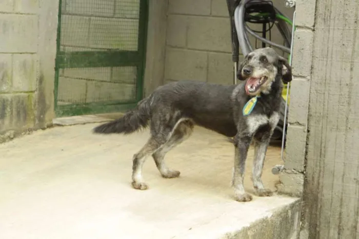 Cachorro ra a SRD idade 4 anos nome SULTÃO, uma fofura!