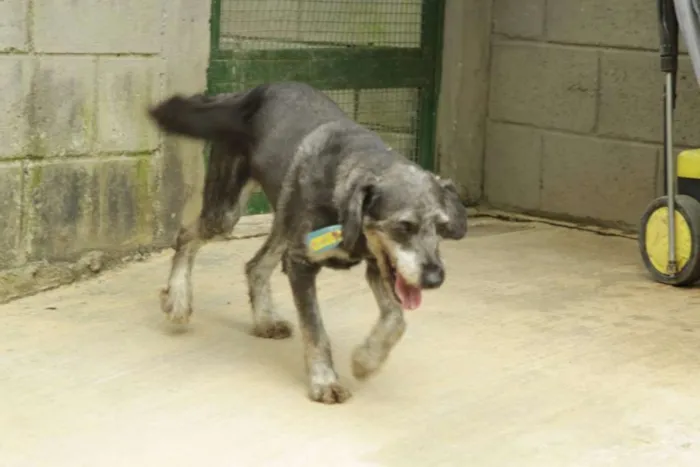 Cachorro ra a SRD idade 4 anos nome SULTÃO, uma fofura!