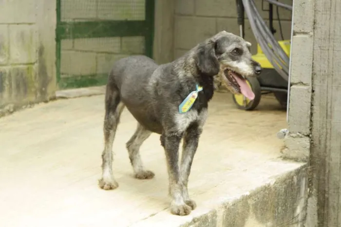 Cachorro ra a SRD idade 4 anos nome SULTÃO, uma fofura!