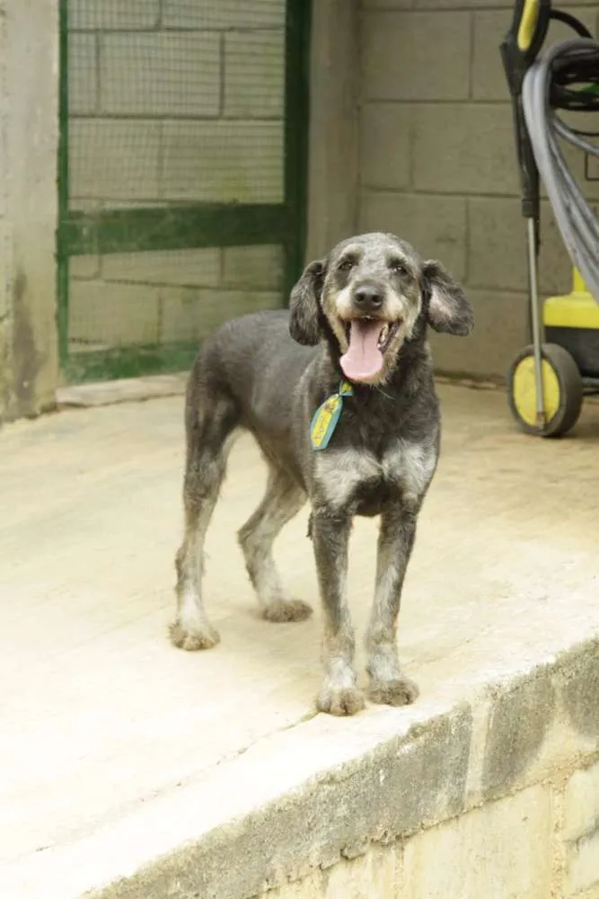 Cachorro ra a SRD idade 4 anos nome SULTÃO, uma fofura!