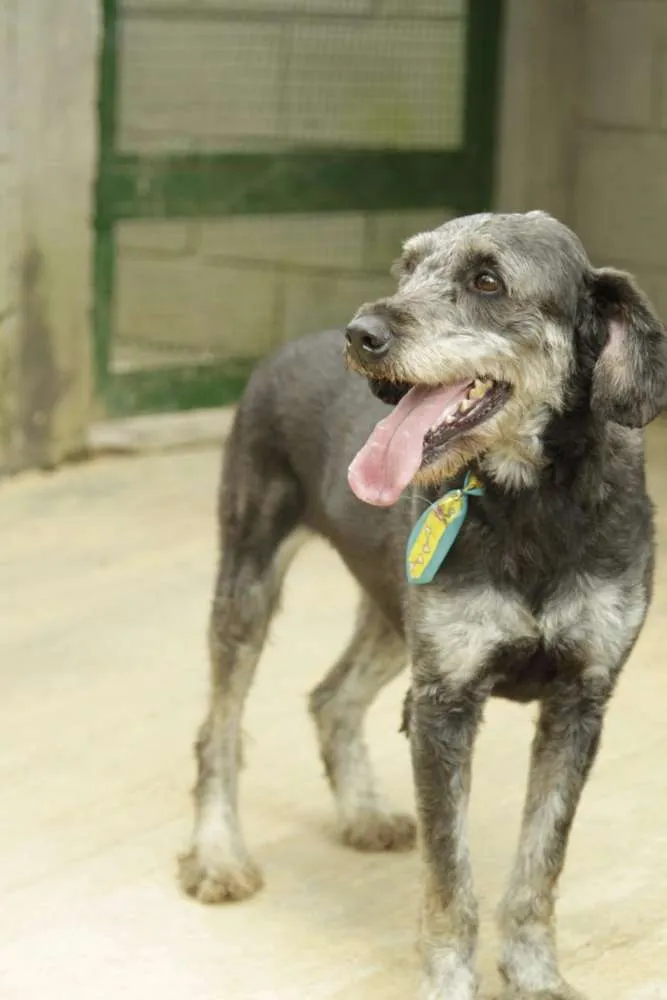 Cachorro ra a SRD idade 4 anos nome SULTÃO, uma fofura!